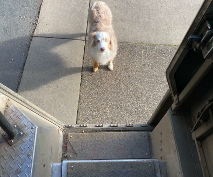 UPS-Delivery-Driver-Meets-Dogs