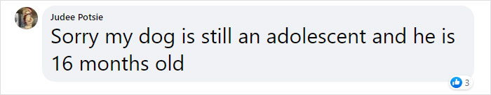 Vet Explains How To Count Dog Years And It Appears 1 Human Year Is Not Equal To 7 Dog Years