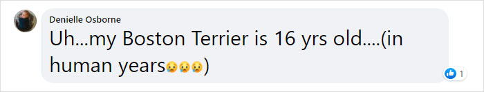 Vet Explains How To Count Dog Years And It Appears 1 Human Year Is Not Equal To 7 Dog Years Vet Explains How To Count Dog Years And It Appears 1 Human Year Is Not Equal To 7 Dog Years
