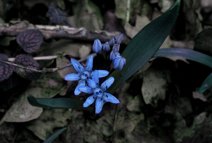 A Fairy Trail: Zdenko Ba&scaron;ić Is A Fae Folk Tale Collector For Modern Times