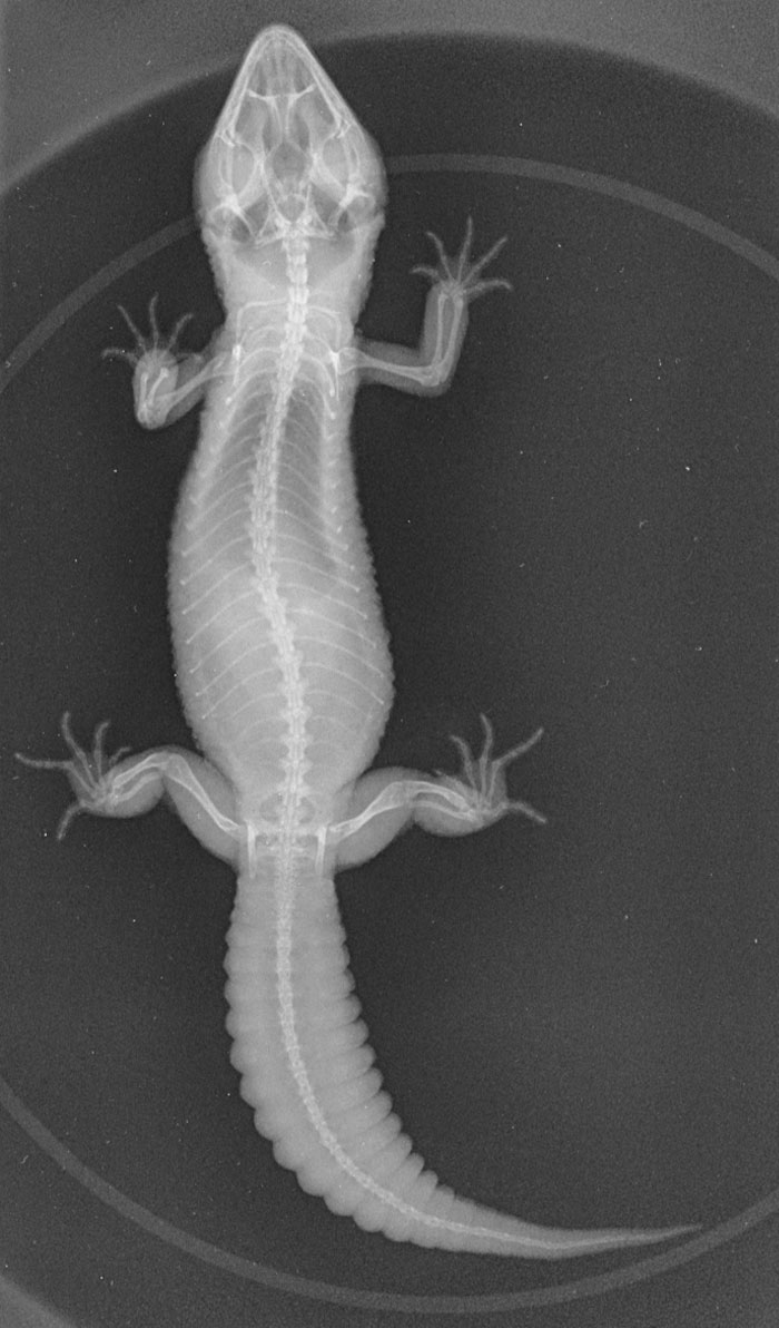 My Gecko Got X-Rays The Other Day And Thought You Guys Might Like To See