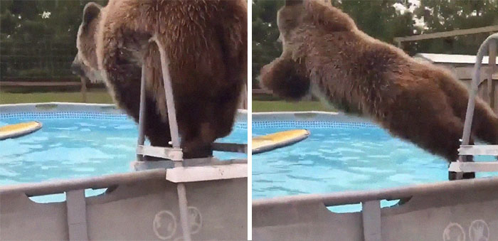 This Bear Flopping Into A Pool