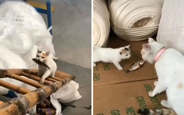 Momma Cat Bringing Fish For Kitten