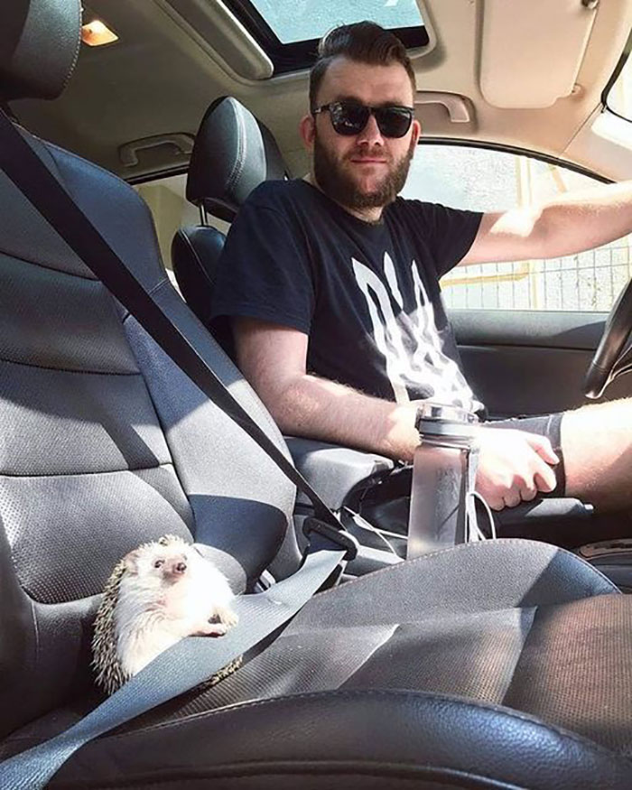 Man wearing sunglasses driving a car while a small adorable hedgehog is secured with a seatbelt in the passenger seat.