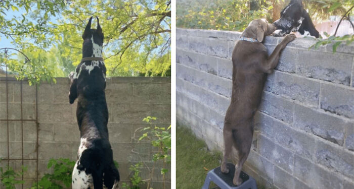 Family Gives Dog A Step Stool So He Can Visit His Friends Across The Wall