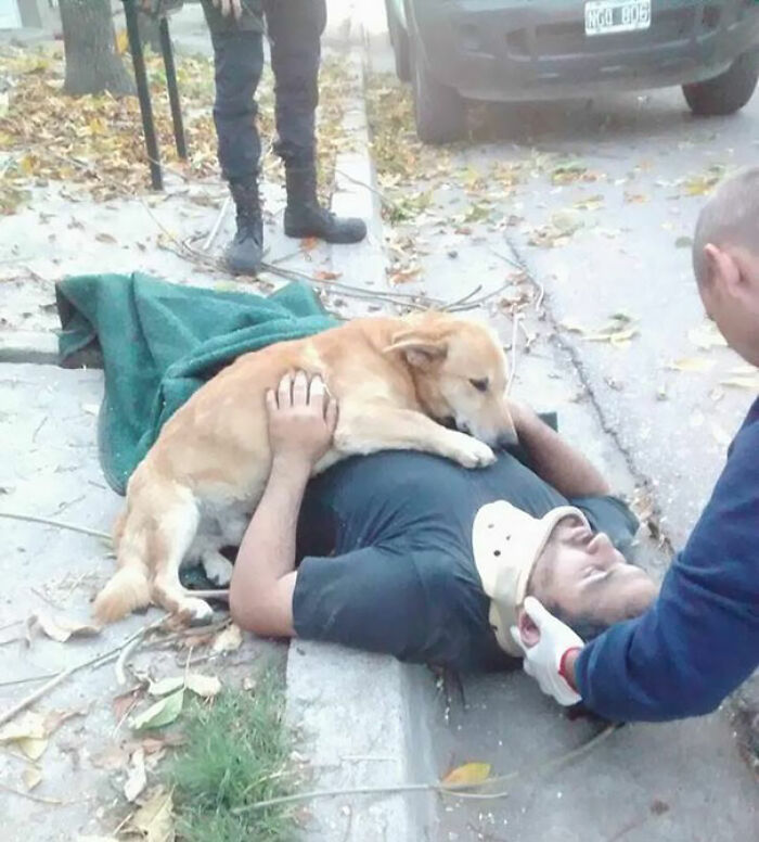 Injured Owner’s Loyal Dog Stays By His Side Showing Him Affection