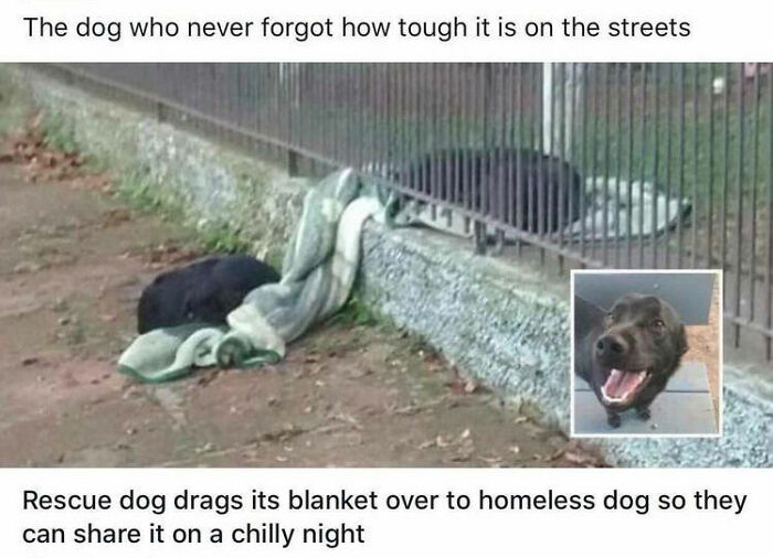 Rescue Dog Drags Its Blanket Over To A Homeless Dog So They Can Share It On A Chilly Night