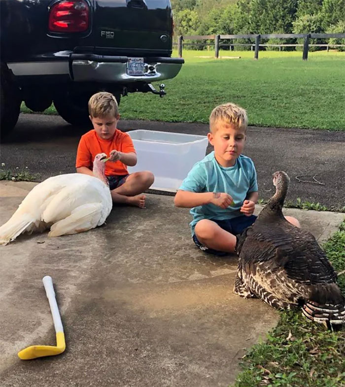 My Twin Sons And Their Pet Turkeys. They Raised Them By Hand Since They Were Chicks