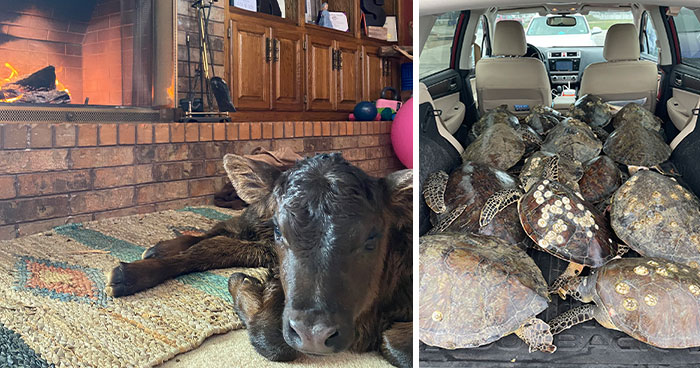 Texans Are Bringing Farm And Wild Animals Inside To Keep Them Warm During The Cold Wave (19 Pics)