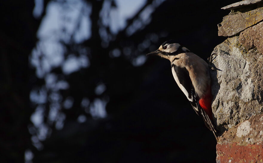 Greater-Spotted Woodpecker Waiting For A Turn On The Feeder
