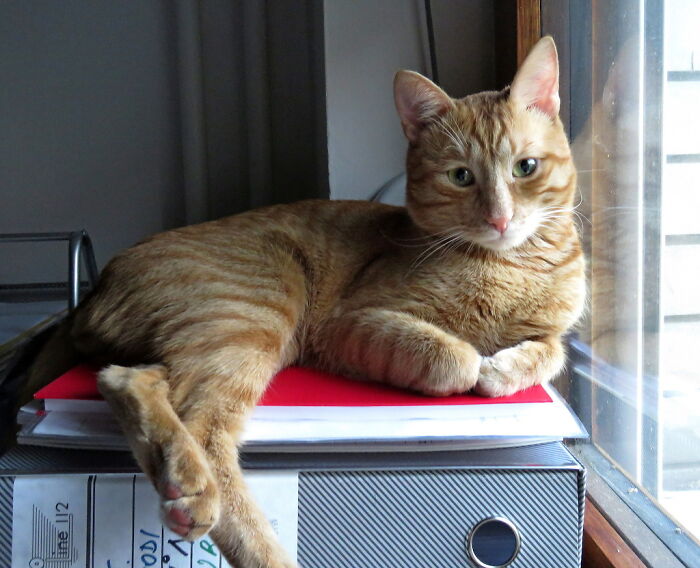 Milenko,my Cutest Boy