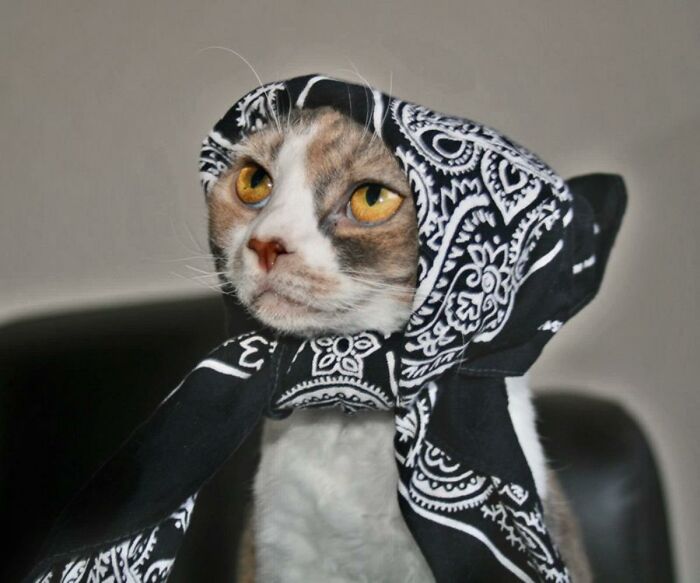 Babushkat Plotting Death