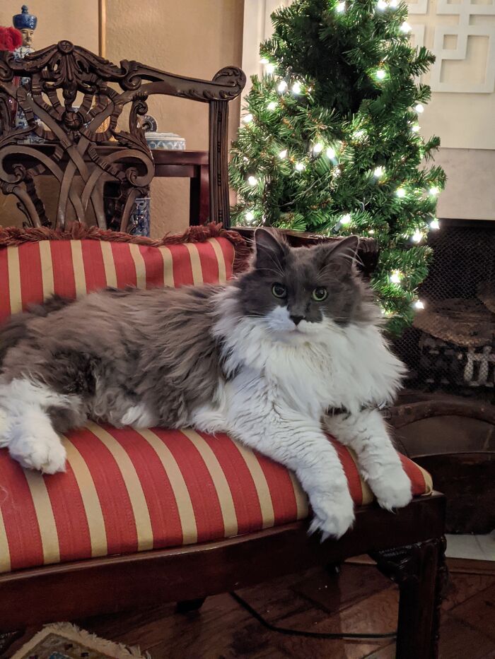 Merlin An Amazing Fellow