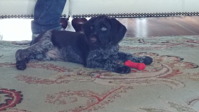 World, This Is Midas. He's Bigger Now, But It's Him.