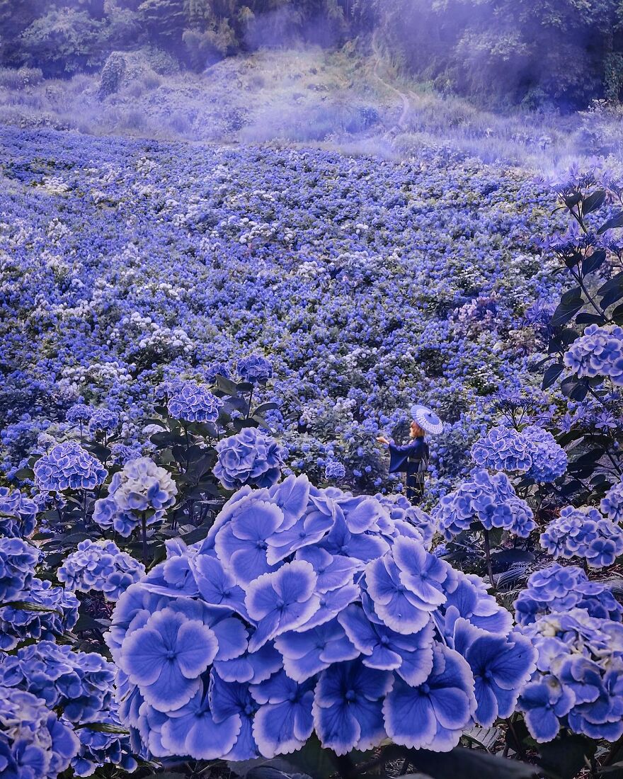 I Took A Photo With Friends In The Garden Of Hydrangeas In Japan While Sitting In Isolation In Moscow, Russia