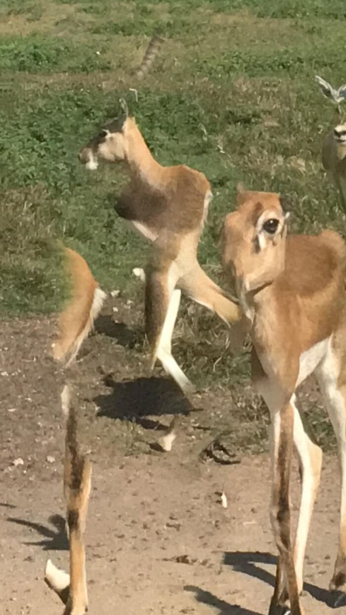 Tried To Take A Panoramic Photo While Doing A Safari Ride