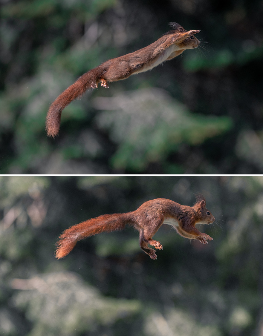I’ve Spent 5 Years Photographing Jumping Red Squirrels And Here Are 38 Of My Best Photos