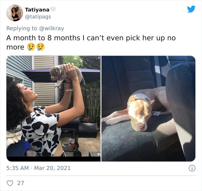 In A New Flash Mob On Twitter, Owners Have Fun With Photos Of Their Dogs As Puppies And How They Are Today