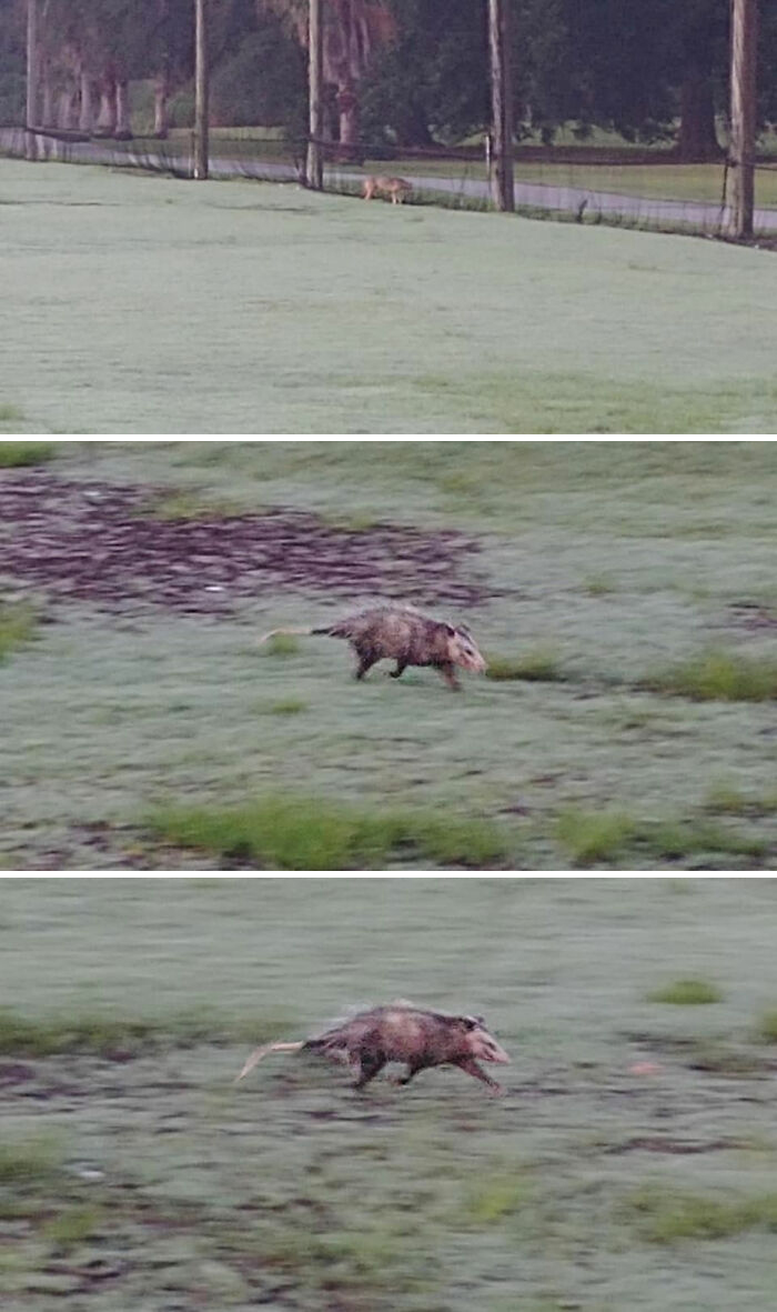 This Is A Coyote Desperately Looking For A Hole In The Netting To Get Away From An Enraged Opossum Which Was Chasing It