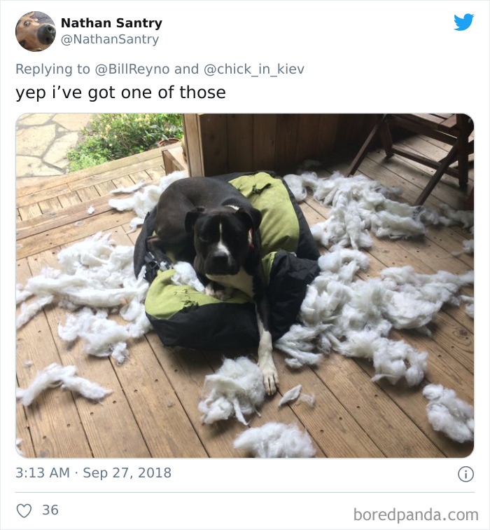 Dogs Who Destroy Their Own Beds