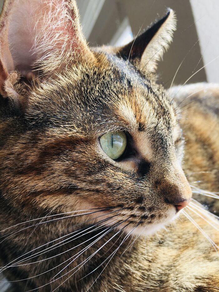 My Tabby Cat Named Tabbers