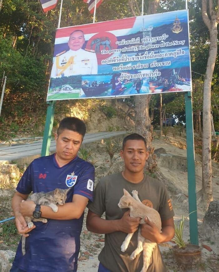 Thai Navy Officer Jumps Into Water And Swims To Rescue These Four Cats From A Rapidly Sinking Ship