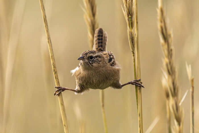 Behaviour - Birds, Silver: Andy Pollard, Falkland Islands