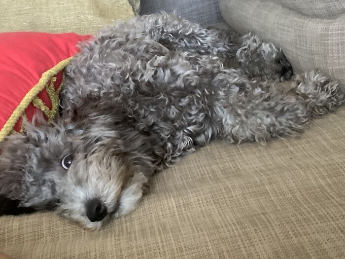 My Jackapoo’s “So Relaxed I’m Almost Asleep” Face