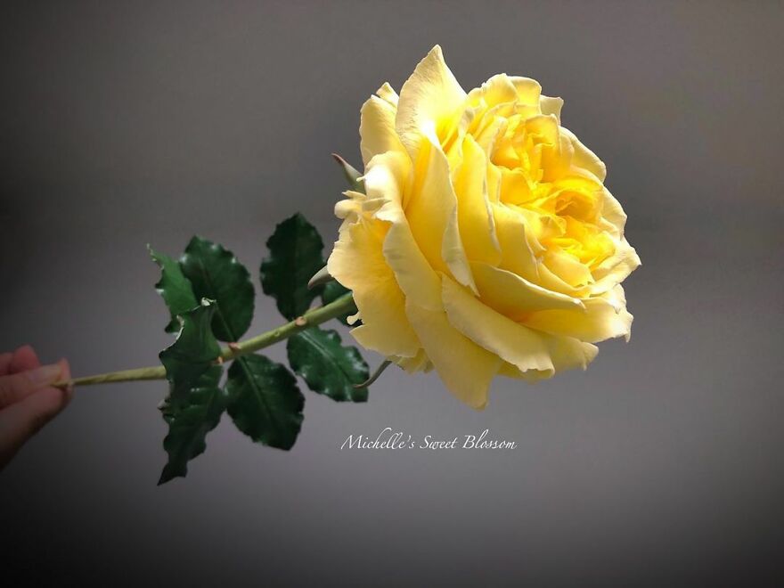 Artist Makes Amazing Realistic Sugar Flowers That Are Hard To Believe Are Not Real