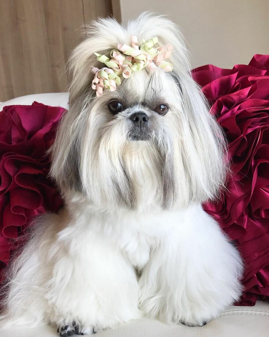 Small dog fashionista with long fluffy fur and curled hair accessories posing in front of red ruffled background pillows.