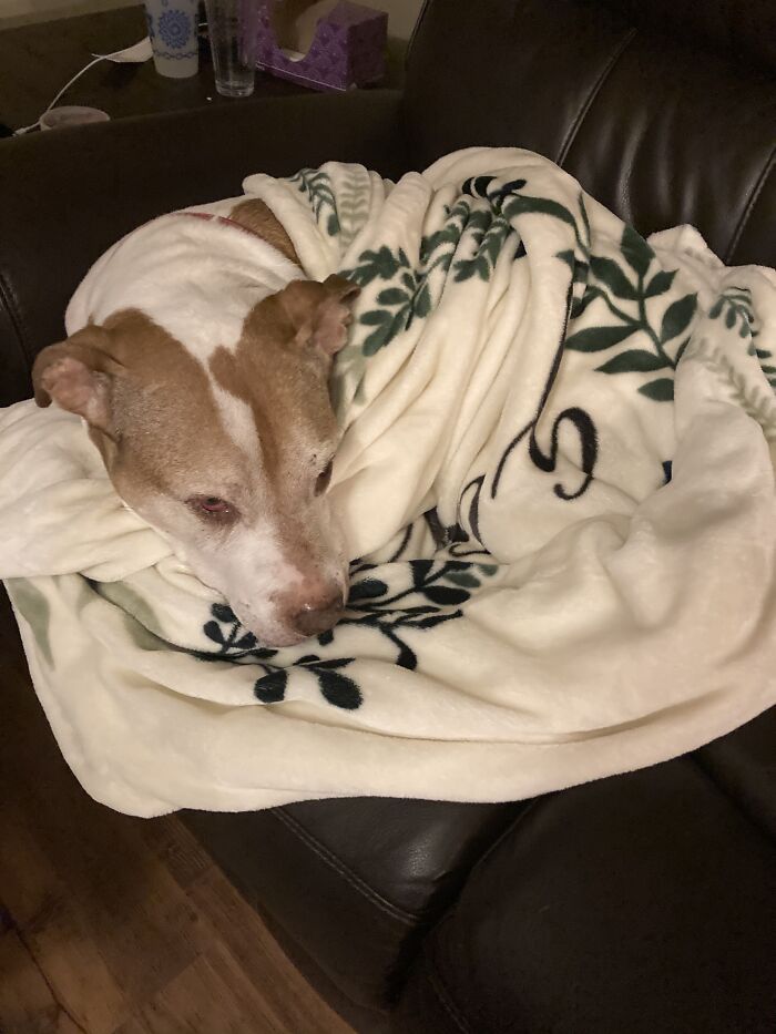 Bowser Was Upset That I Woke Him Up