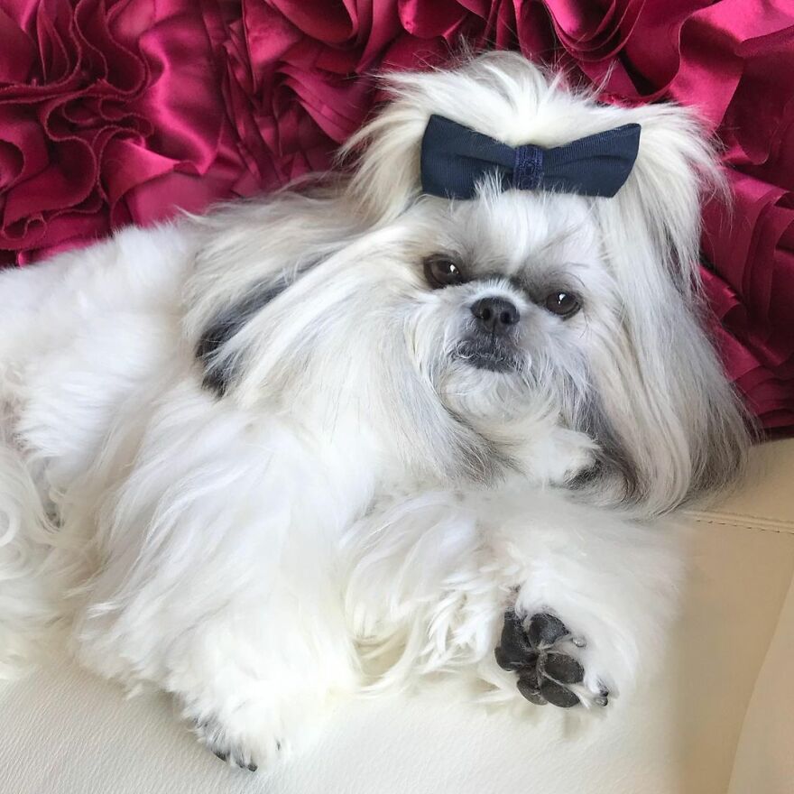 Fluffy dog fashionista wearing a black bow, lying on a white surface with a red textured background.