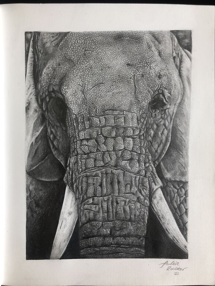 My Graphite Elephant!! Finished It For A School Contest 😃 You Can See More Of My Art On Instagram @art_by_juliaaa