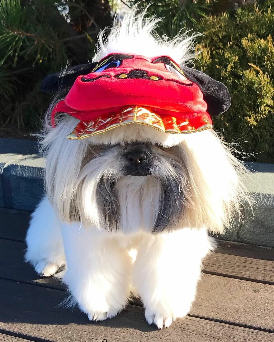 Instagram-famous dog fashionista wearing a colorful hat, standing outdoors on wooden decking in natural sunlight.