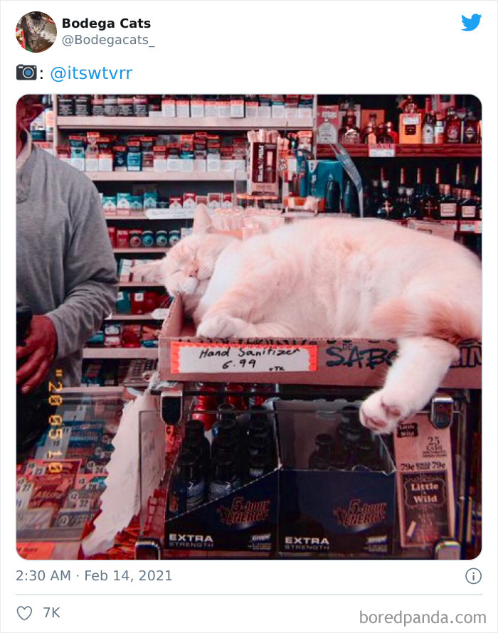 Cats-Store-Bodega