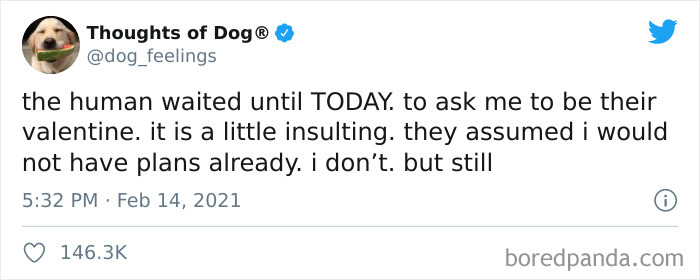 Funny-Tweets-Thoughts-Of-Dog