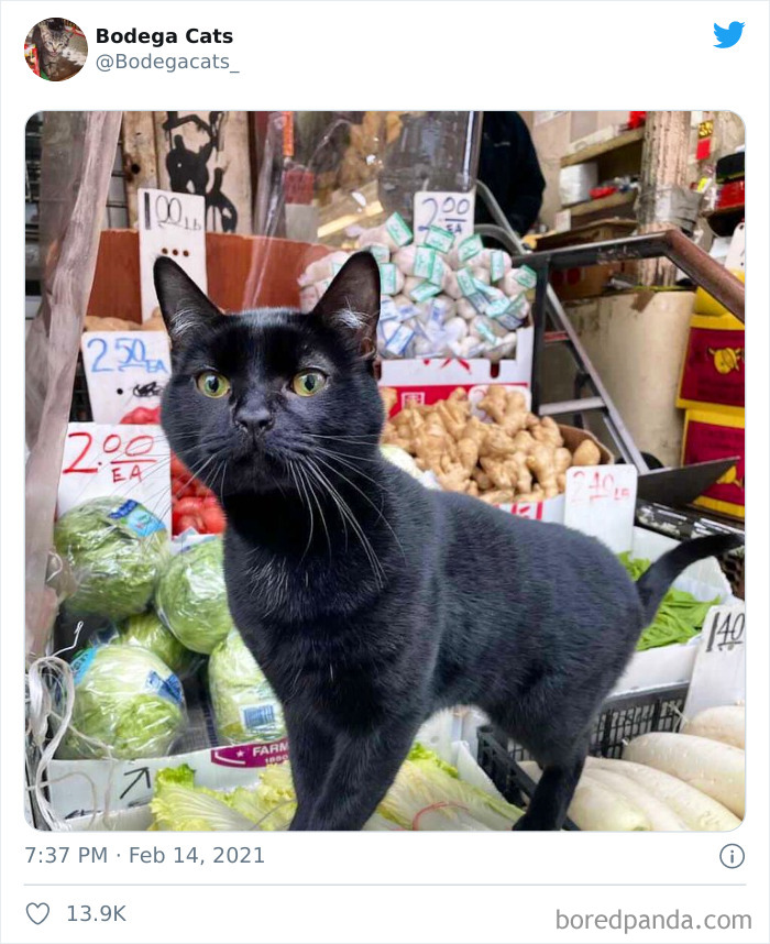 Cats-Store-Bodega