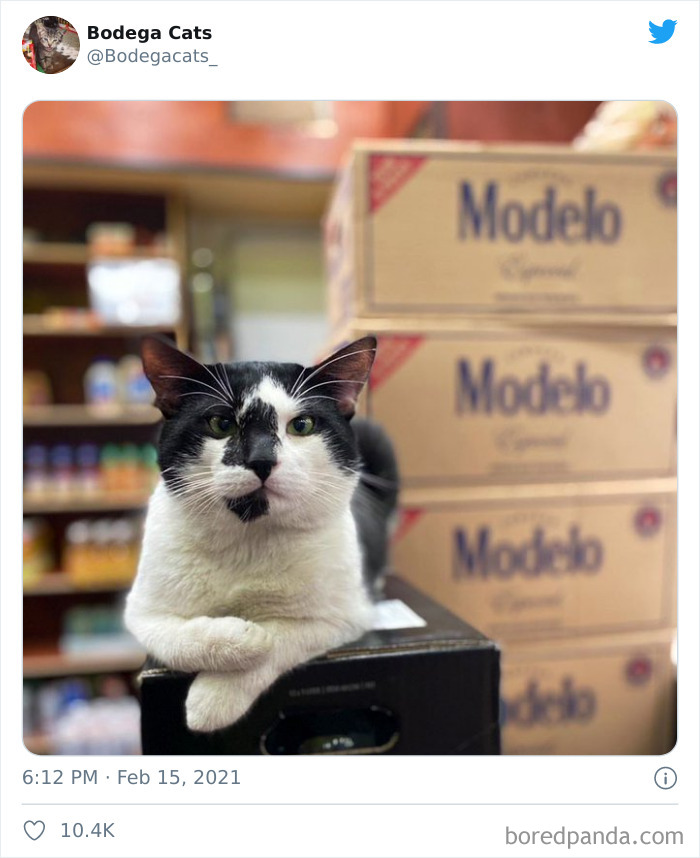 Cats-Store-Bodega