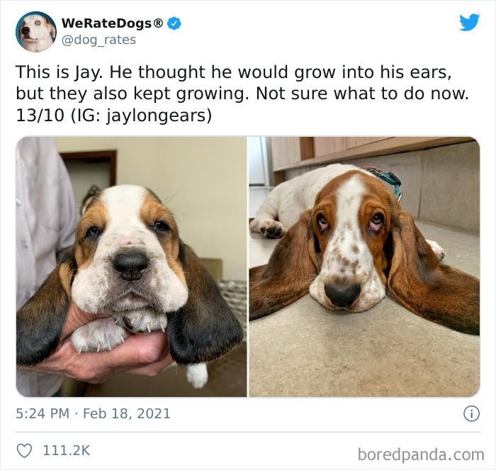 We-Rate-Dogs-Twitter