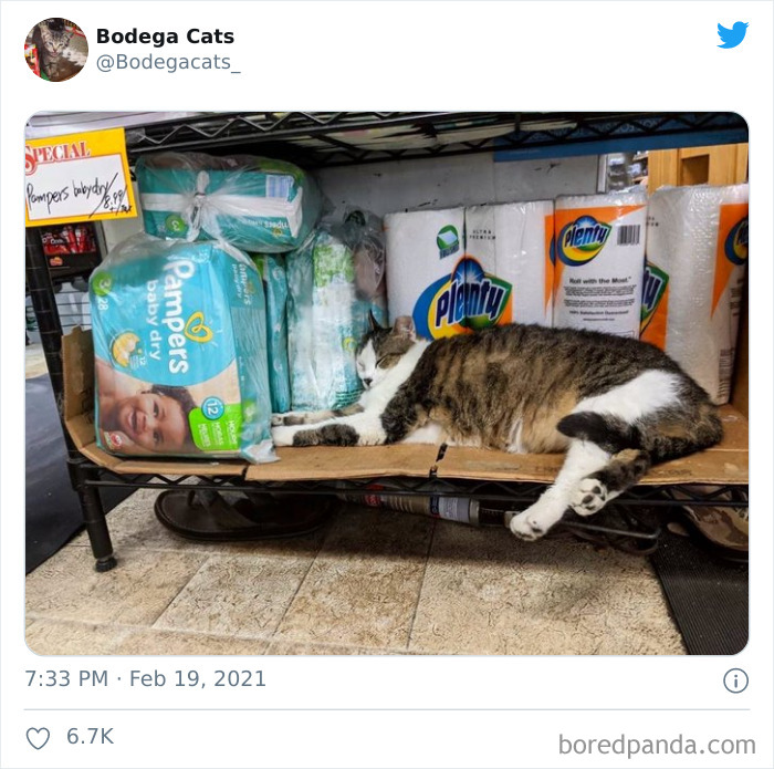 Cats-Store-Bodega