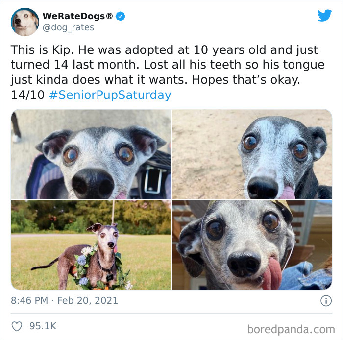We-Rate-Dogs-Twitter