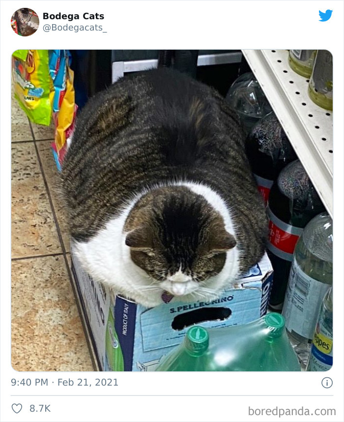 Cats-Store-Bodega