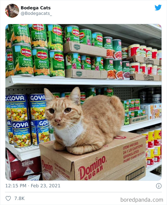 Cats-Store-Bodega
