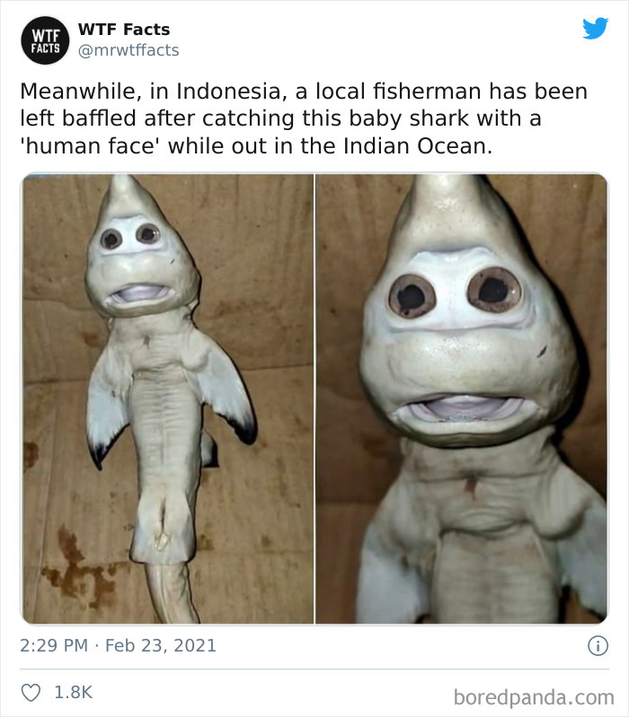 Weird-Interesting-Facts