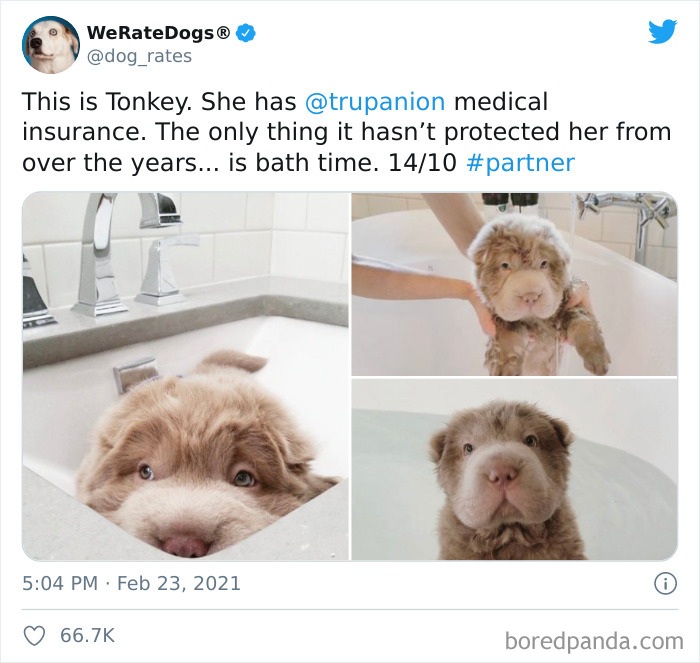 We-Rate-Dogs-Twitter