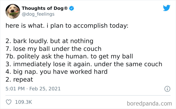Funny-Tweets-Thoughts-Of-Dog