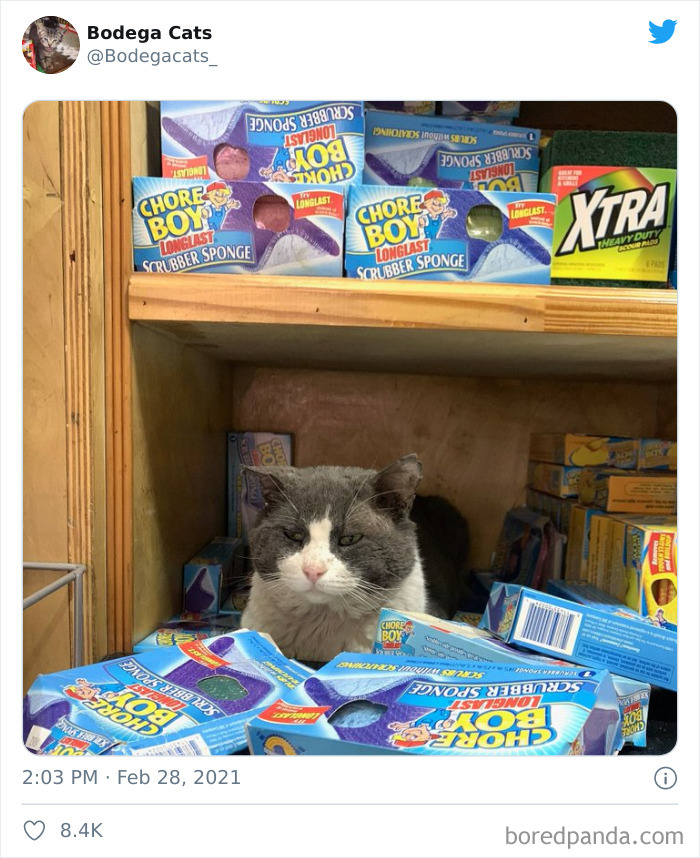 Cats-Store-Bodega