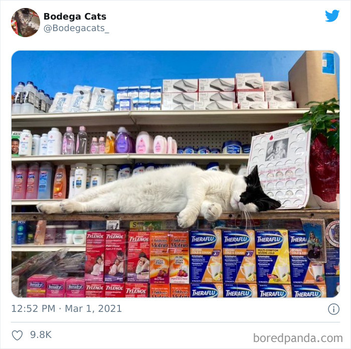 Cats-Store-Bodega