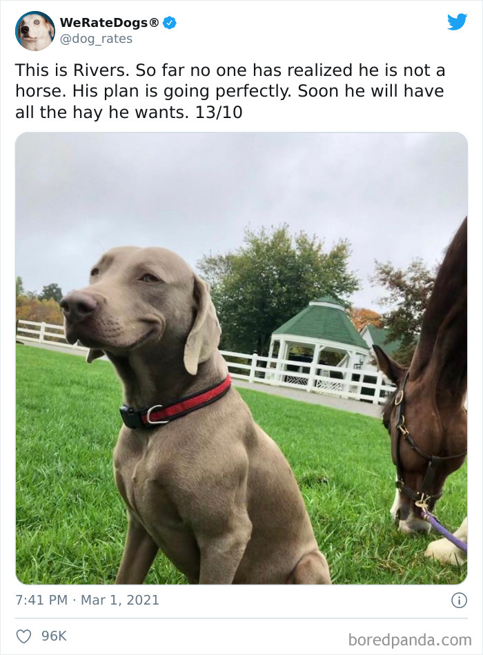 We-Rate-Dogs-Twitter