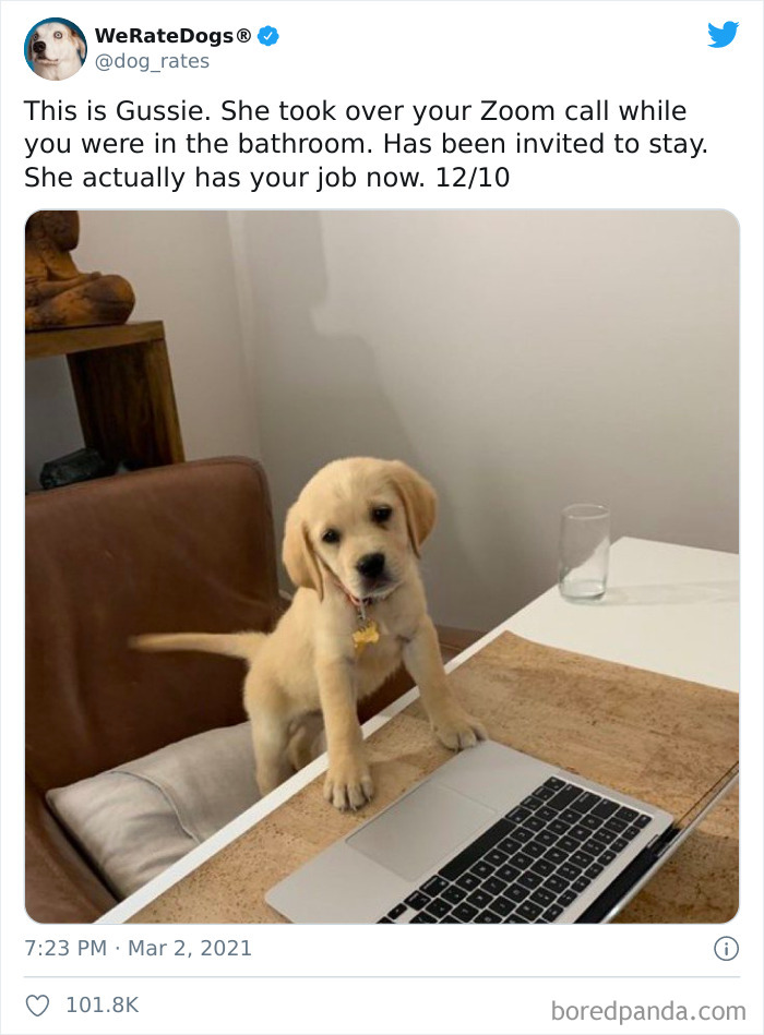 We-Rate-Dogs-Twitter